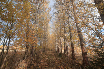 Sunny autumn abstract nature background, soft backdrop view