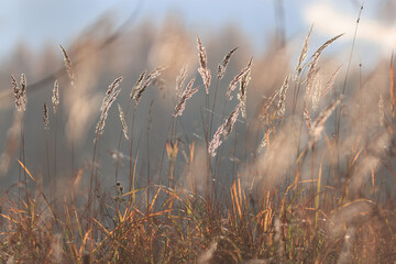 Fototapeta premium Autumn nature view, dry grass on a sunny day, the background of the outgoing season in warm tones