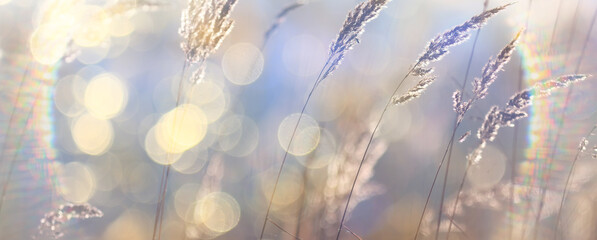 Fototapeta premium Autumn nature view, dry grass on a sunny day, the background of the outgoing season in warm tones