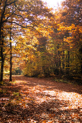 Obraz premium Autumn Forest Path Sunlight: Fall foliage trail, sunlight dappled woodland, scenic autumnal landscape.