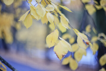 Autumn leaf fall background, real photo