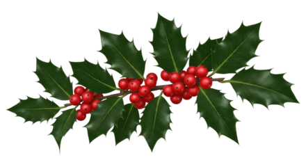 Traditional Christmas Holly Sprig With Glossy Green Leaves Isolated on Transparent PNG Background.