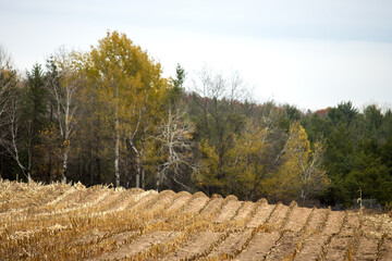 Rows of stalks in the field after the corn has been harvested 