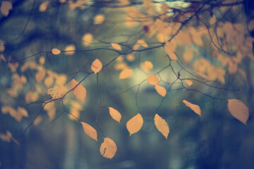 Autumn blurred background of trees in a city park, seasonal backdrop for design