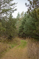 path in the woods