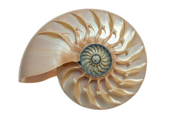 Obraz premium Nautilus shell spiral showcases natural geometric perfection