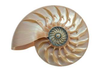 Nautilus shell spiral showcases natural geometric perfection