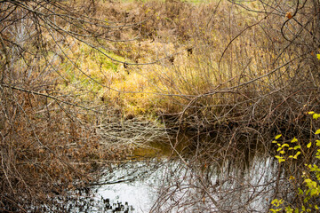 A small pond and stream in the autumn meadow