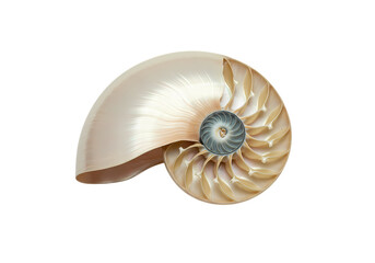 Obraz premium Stunning nautilus shell cross-section, perfect geometry