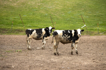 A pair of cows in a pasture