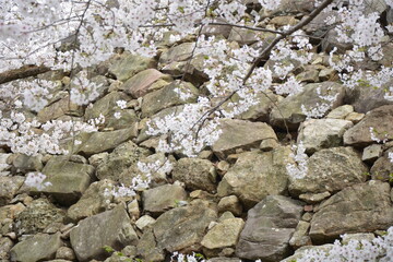 福岡城と桜