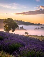 Lavender field enveloped in morning fog under a pastel sunrise