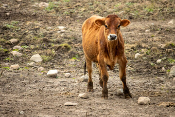 a brown calf in a pasture
