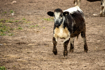 A young black and white cow running in a field