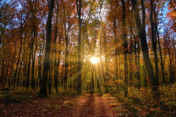An evening in an autumn beech forest. Sunlight filters through the branches of the trees. Atmospheric forest photo.