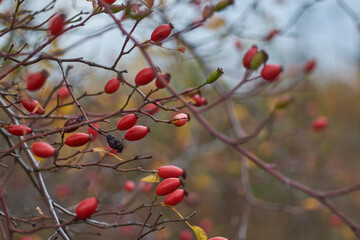 Ripe, red rosehip berries on a bush in an autumn field