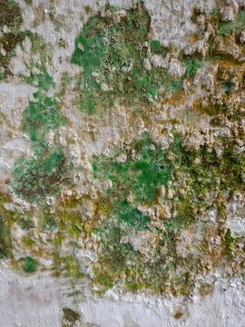 Texture brick wall adged