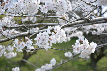 Obraz premium 美しい日本の桜