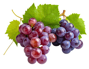 Fototapeta premium Fresh bunch of red grapes on a vine with leaf, a healthy fruit cluster isolated on white