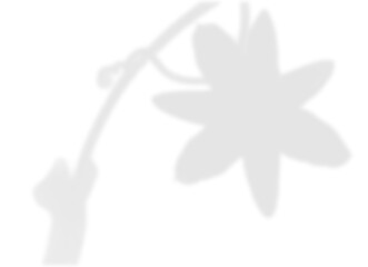 Soft Floral Branch Shadow Overlay