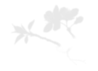Soft Floral Branch Shadow Overlay