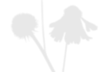 Soft Floral Branch Shadow Overlay