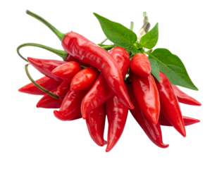 Spicy red hot chili peppers are isolated on a white background as a fresh and hot food ingredient or vegetable spice
