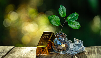 Money plant with coins and green leaves for financial growth. Growing cash tree. Green tree with money. Business strategy with money plant.