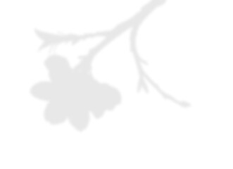Soft Floral Branch Shadow Overlay