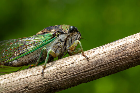 Macro of a Cicada Insect