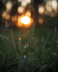 grass, wheatgrass, slender wheatgrass, close-up, field, sunset, golden light, nature, outdoors, meadow, scenic, tranquil, natural, greenery, soft focus, blades of grass, sunlight, rural, peaceful, 