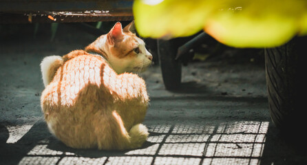 the cat in the nature with dramatic tone