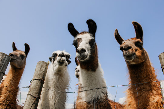 Curious Llamas posing for the camera