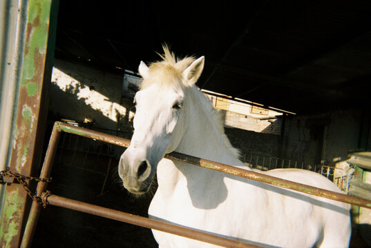 white horse behind a rusty fence in a shaded stable, 35mm film