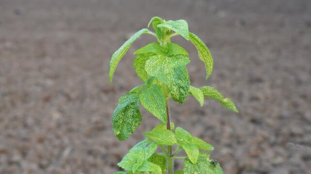 Calea zacatechichi also known dream herb plants