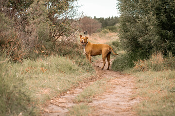 dogs going for a walk in the park or forest in nature 