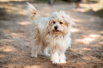 dogs going for a walk in the park or forest in nature 