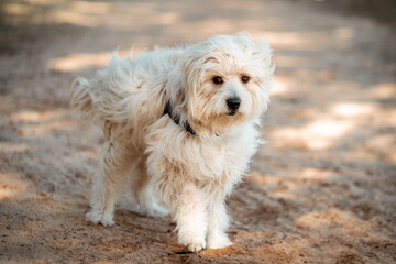 dogs going for a walk in the park or forest in nature 