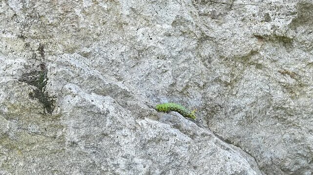 The Convolvulus Hawk-moth, face to face with the large caterpillar (Agrius convolvuli)	
