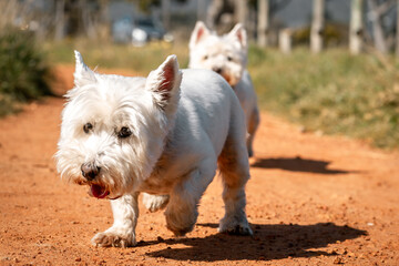 dogs going for a walk in the park or forest in nature 