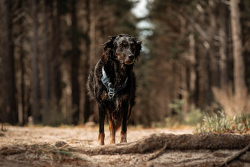 dogs going for a walk in the park or forest in nature 