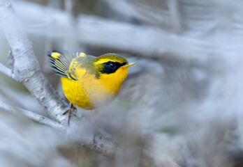 A male Golden Bush Robin perches in forest sunlight, its vivid golden feathers glowing softly against the green background—a striking moment of color and calm