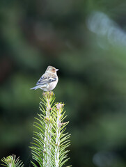 Close-up view of a chaffinch sitting calmly on a branch with a soft background.
