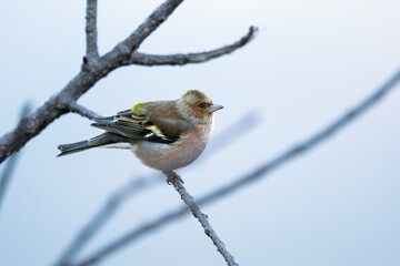 Perched Chaffinch in Natural Habitat