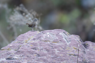 Winter wren sitting on a rock, highlighting its compact size and brown patterning.