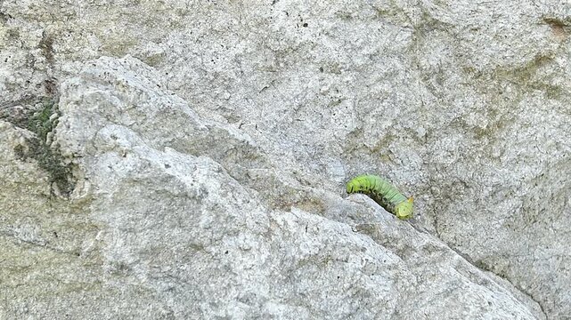 The caterpillar of Convolvulus Hawk-moth (Agrius convolvuli)	
