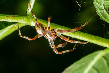 Close-up view of a spider perched on a green stem in a lush garden under natural light