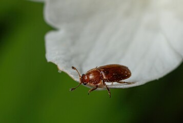Close-up view of a small brown beetle resting on a delicate white flower petal in a vibrant garden setting captured during daylight