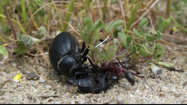 Schwarzk&auml;fer (Pimelia sp.) und W&uuml;stenameise (Cataglyphis nodus) fressen an totem K&auml;fer - Pinios-Delta, Griechenland