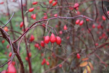 red rose hips on the branch are large and beautiful,